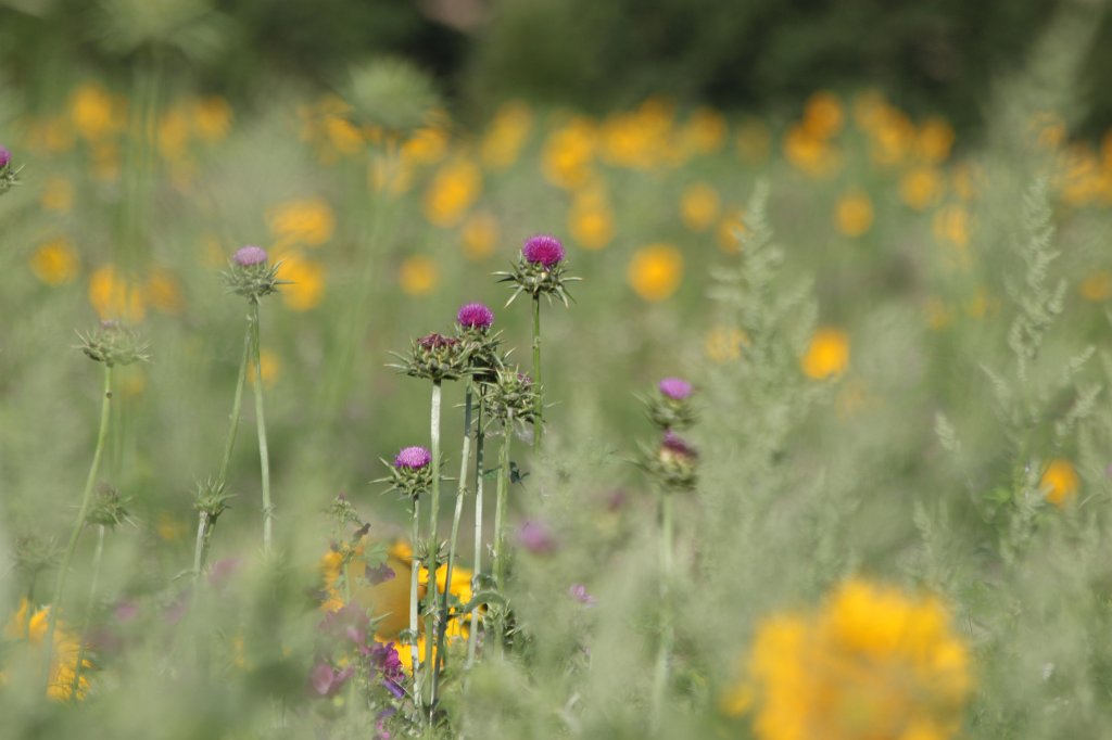 IMG_3645.JPG - Disteln in der Sonnenblumenwiese