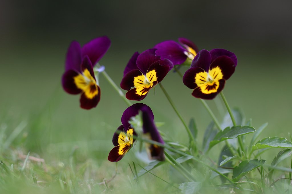 IMG_3681.JPG - Stiefmütterchen