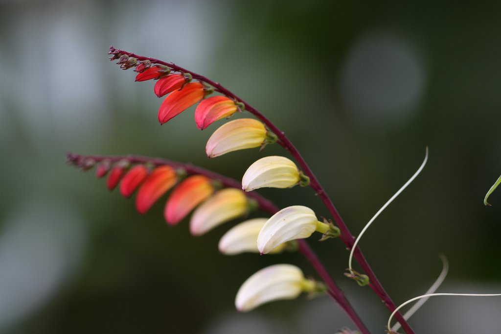 IMG_3802.JPG - Blumen im  Palmengarten 
