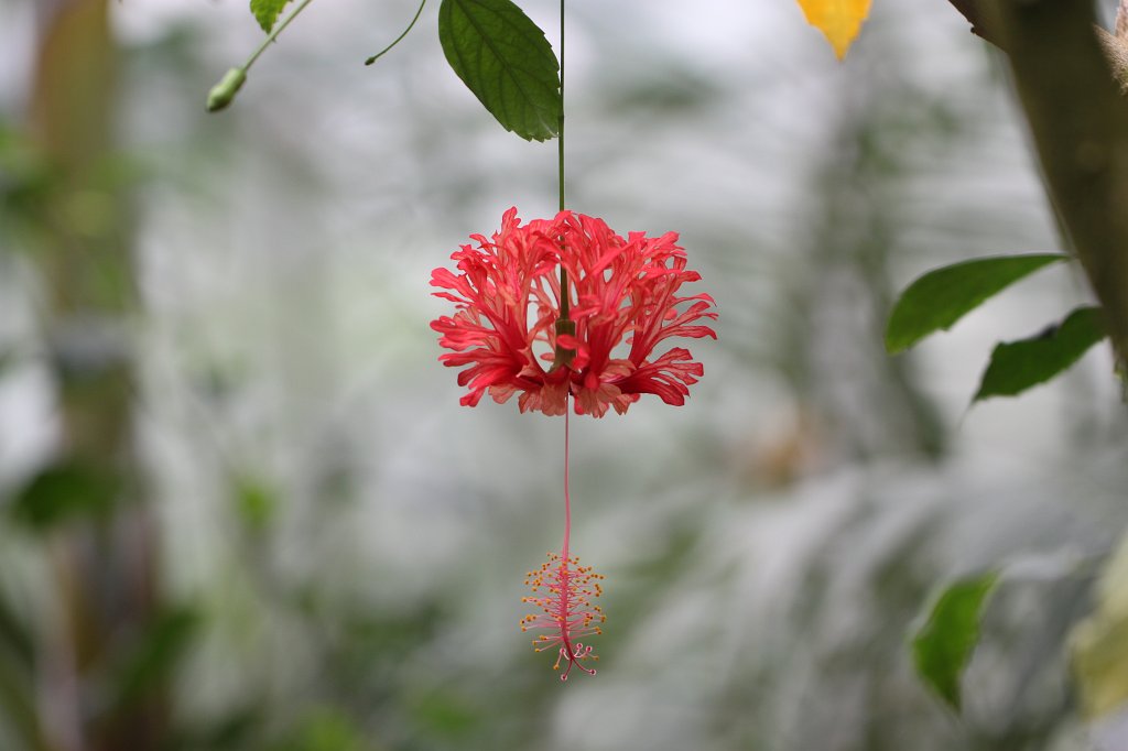 IMG_3815.JPG -  Coral hibiscus 