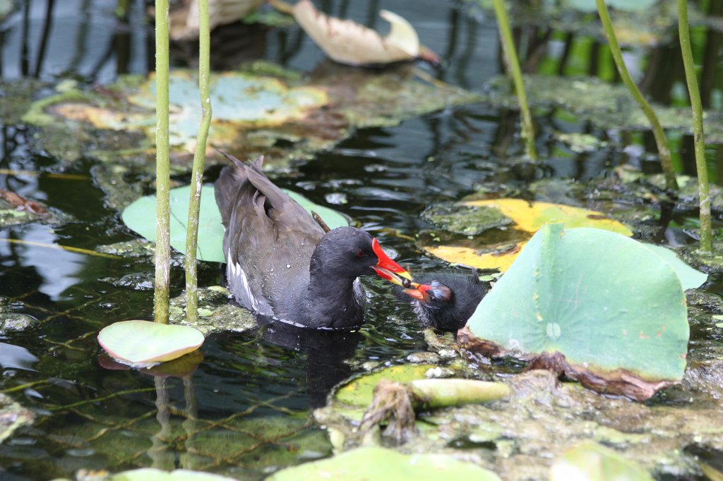 IMG_3889.JPG -  Common moorhen  ( Teichralle )