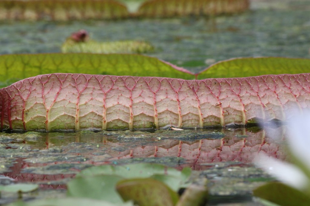 IMG_3932.JPG -  Water lily  ( Seerose )
