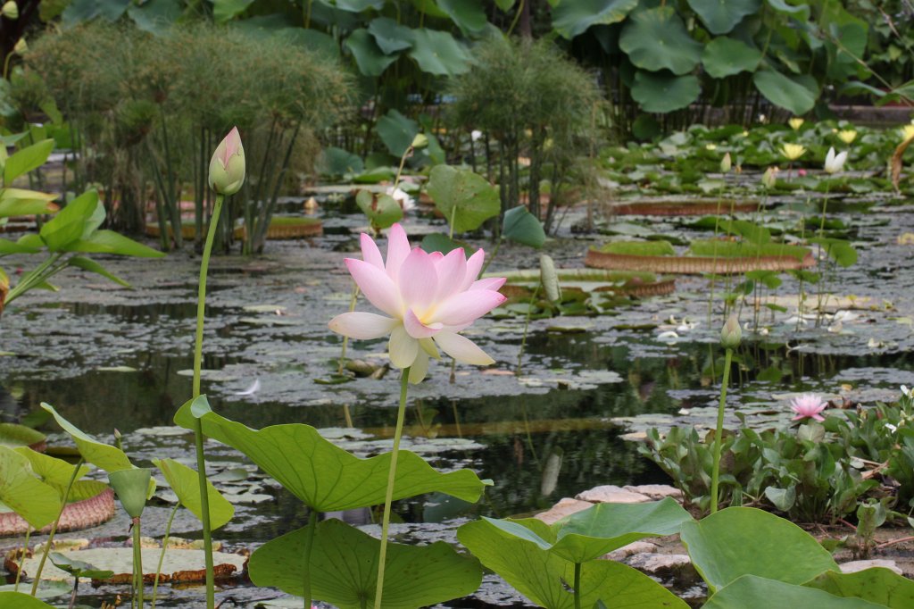 IMG_3946.JPG - Seerosenteich im  Palmengarten 