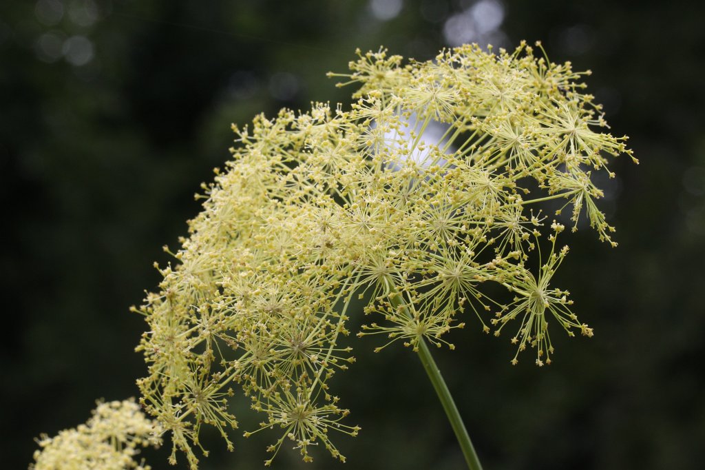 IMG_3950.JPG - Blume im  Palmengarten 