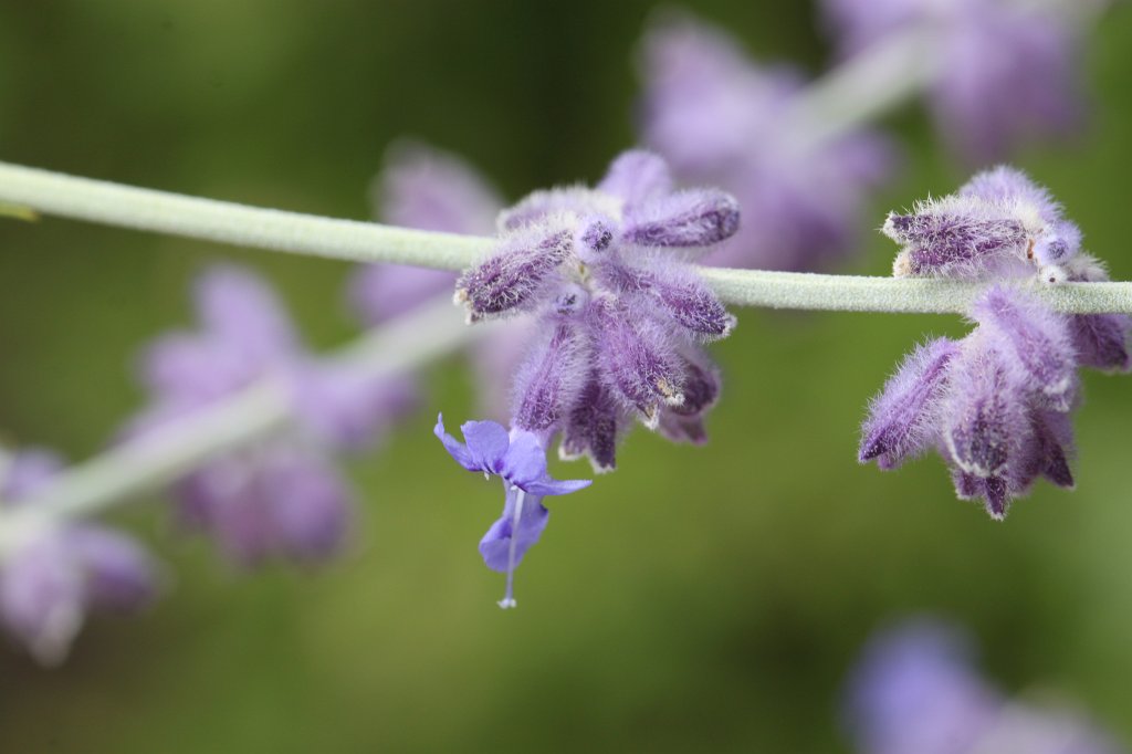 IMG_3953.JPG -  Blauraute 