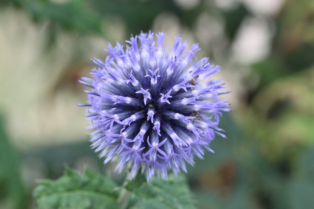 IMG_3959.JPG - Blume im  Palmengarten 