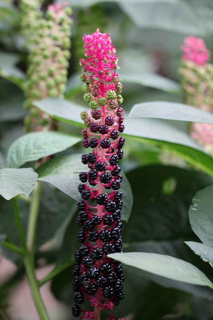 IMG_4048.JPG - Blume im  Palmengarten 