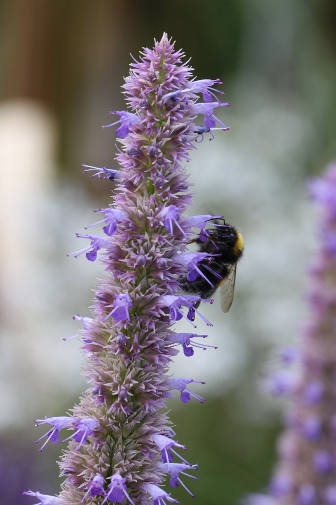 IMG_4102.JPG - Blume im  Palmengarten 