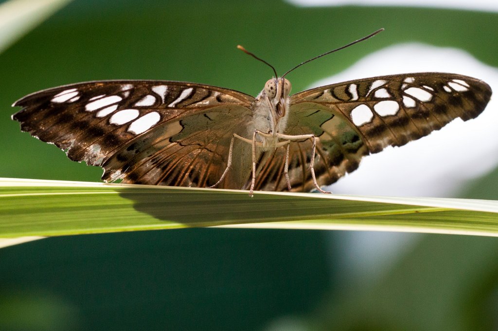 IMG_4302_c.jpg - Butterfly