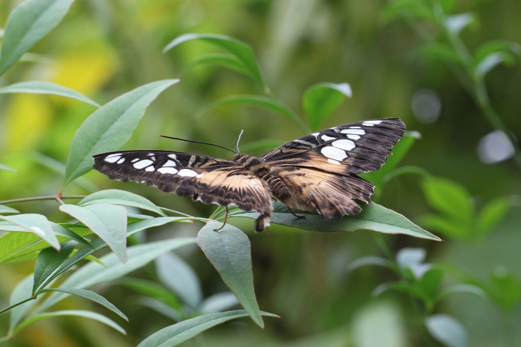 IMG_4305.JPG - Clipper