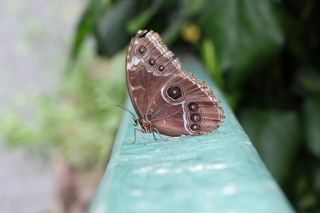 IMG_4319.JPG - Butterfly