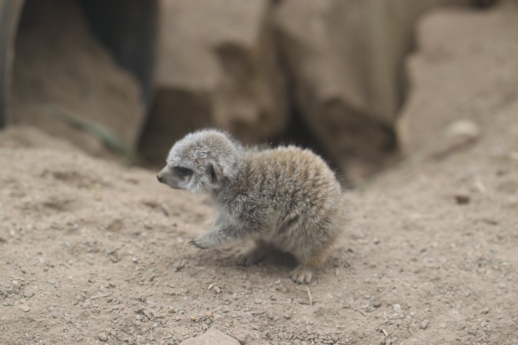 IMG_4351.JPG - Meerkat