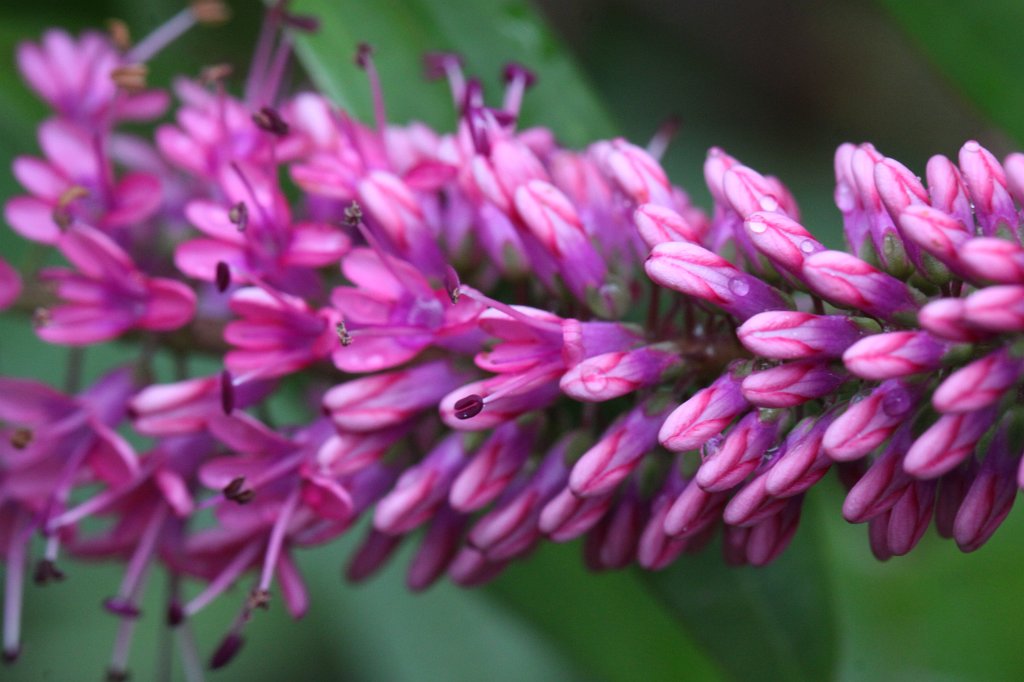 IMG_4416.JPG - Flower