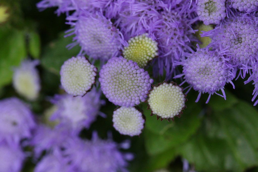 IMG_4417.JPG - Flower