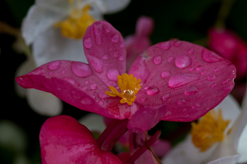 IMG_4423_c.jpg - Flower