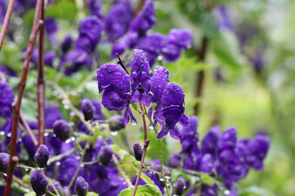 IMG_4614.JPG -  Glenveagh Castle  Garden