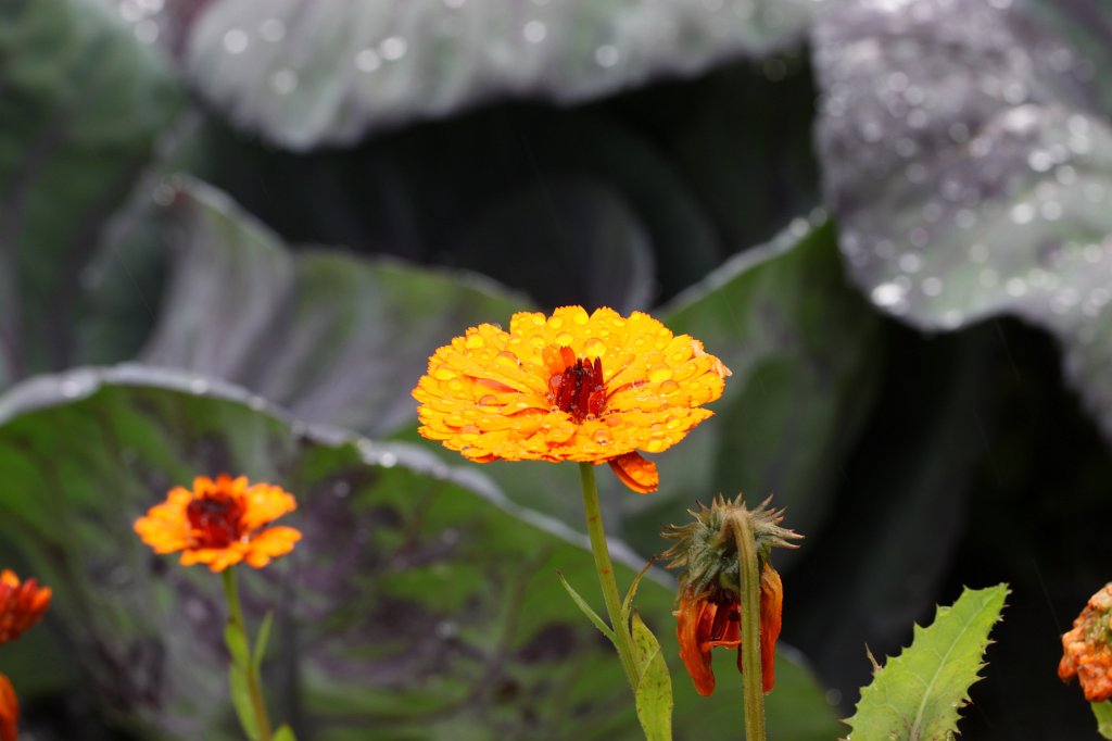 IMG_4624.JPG -  Glenveagh Castle  Garden