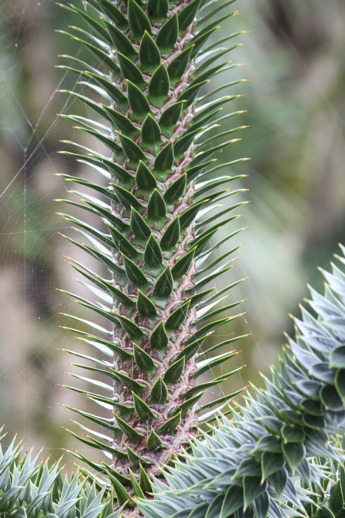 IMG_4918.JPG - Victorian Walled Gardens of  Kylemore Abbey 