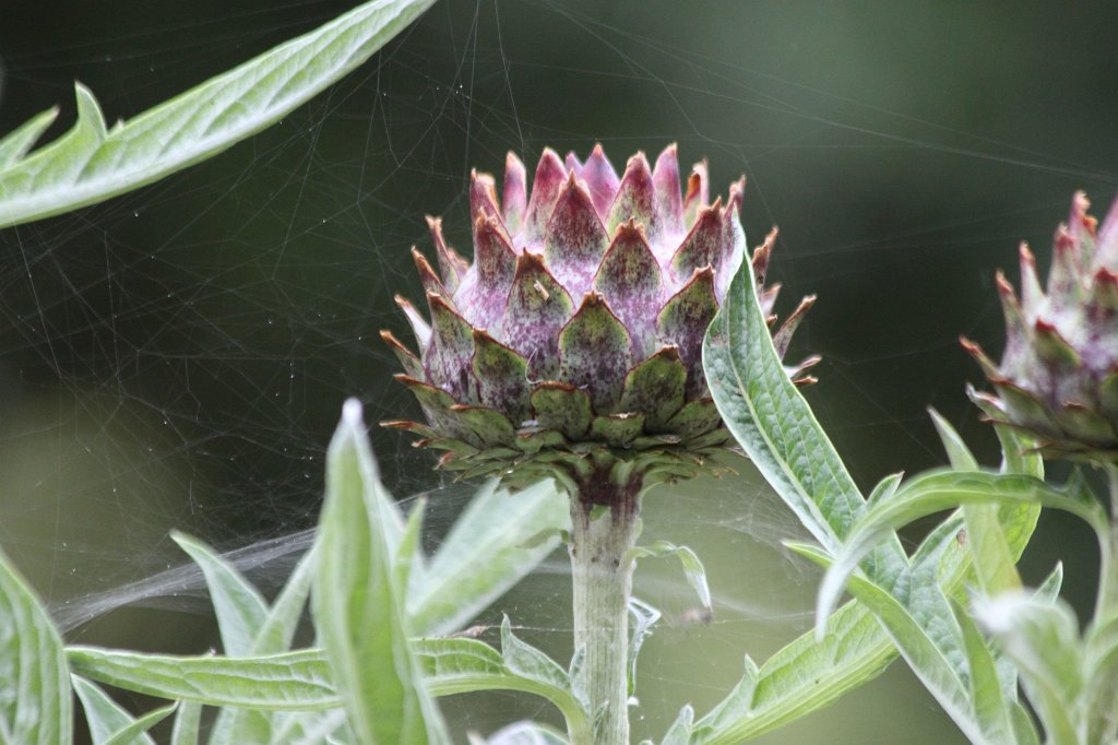 IMG_4942.JPG - Victorian Walled Gardens of  Kylemore Abbey 