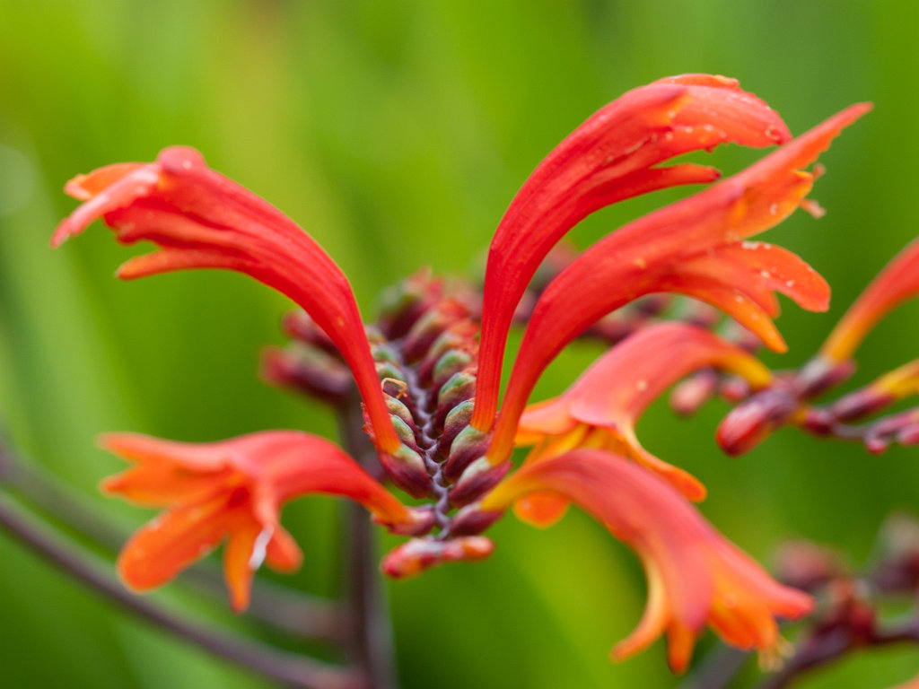 IMG_4956_c.jpg - Victorian Walled Gardens of  Kylemore Abbey 