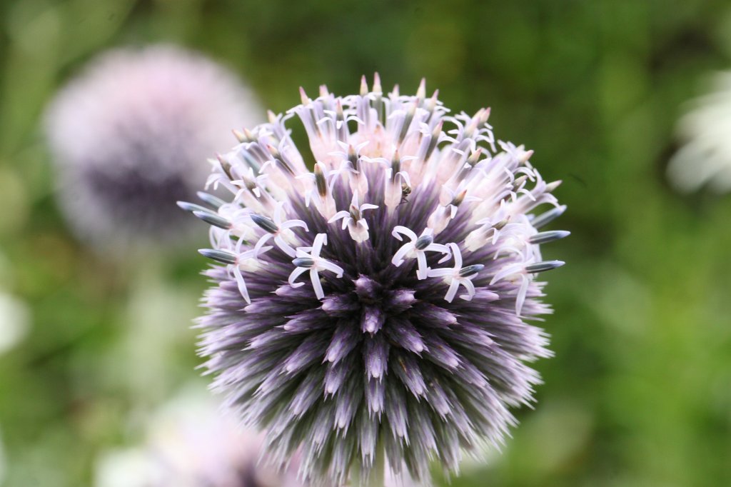 IMG_4961.JPG - Victorian Walled Gardens of  Kylemore Abbey 