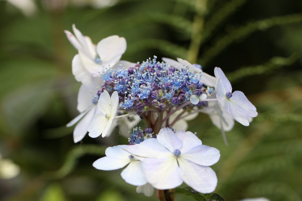 IMG_4990.JPG - Victorian Walled Gardens of  Kylemore Abbey 