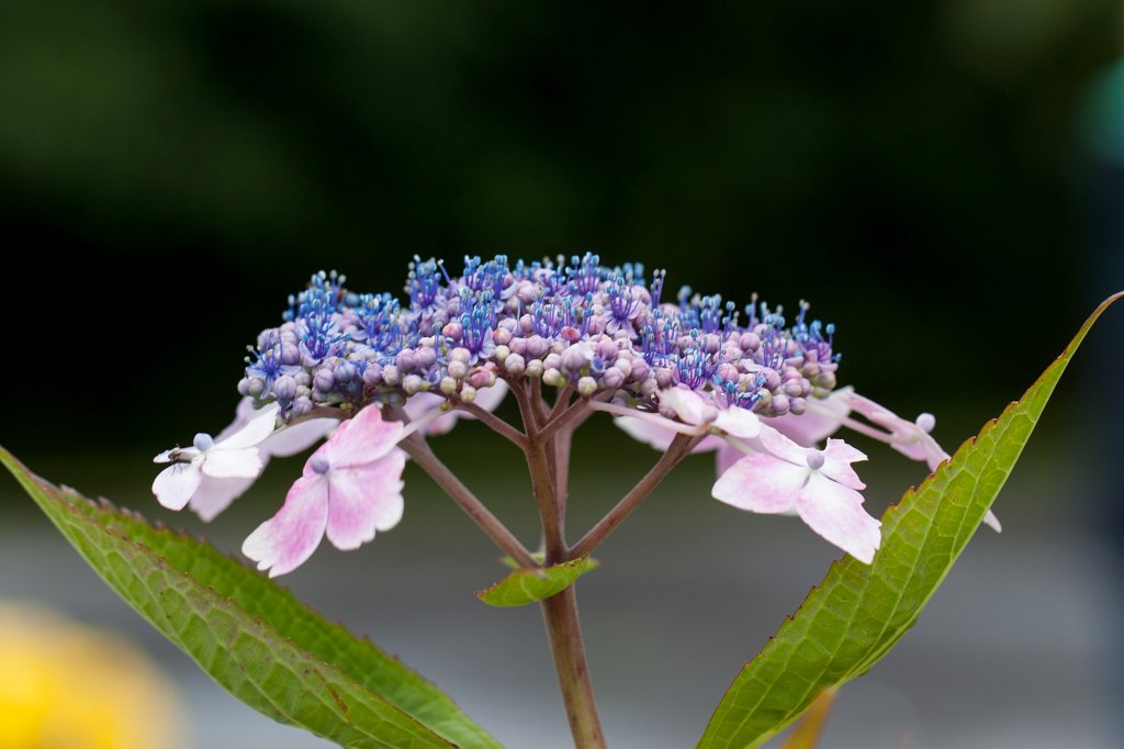 IMG_5004_c.jpg - Victorian Walled Gardens of  Kylemore Abbey 
