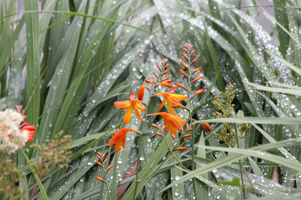 IMG_5053.JPG -  Kylemore Abbey  Flowers
