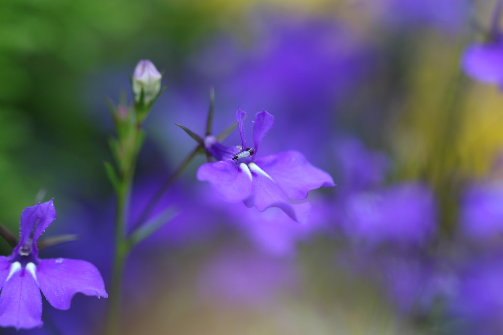 IMG_5067.JPG -  Kylemore Abbey  Flowers