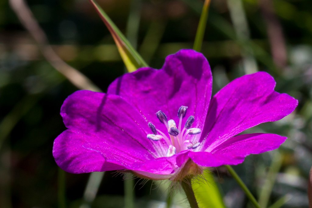 IMG_5160_c.jpg - Walking back from   we stumbled about a number of nice flowers. This is one of it.  Inishmore  flower. Inishmore is the biggest of the  Aran islands .