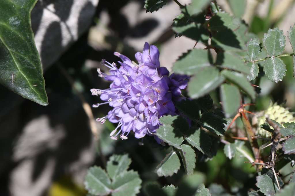 IMG_5165.JPG - Walking back from   we stumbled about a number of nice flowers. This is one of it.  Inishmore  flower. Inishmore is the biggest of the  Aran islands .