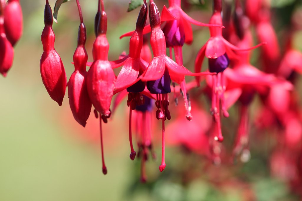 IMG_5172.JPG - Walking back from   we stumbled about a number of nice flowers. This is one of it.  Inishmore  flower. Inishmore is the biggest of the  Aran islands .