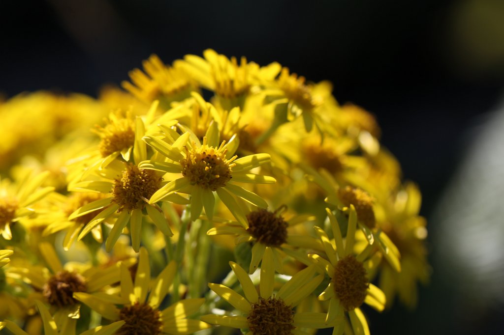 IMG_5302.JPG - During higing in the  Burren  we encountered this flower