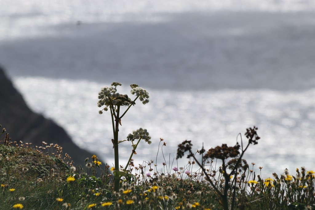 IMG_5503.JPG - The Kerry Cliffs are quite nice and not as crowded as the Cliffs of Moher. The waves coming in change the colors of the water constantly from deep blue to white.