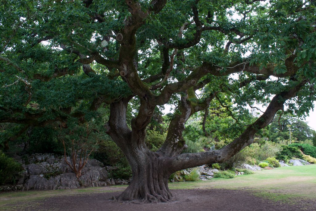 IMG_5633_c.jpg -  Muckross Garden 
