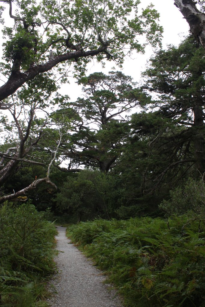 IMG_5669.JPG - Path along  Muckross Lake 