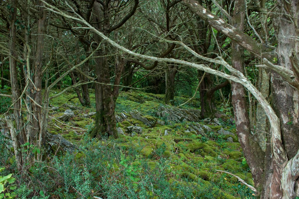 IMG_5677_c.jpg - Forrest