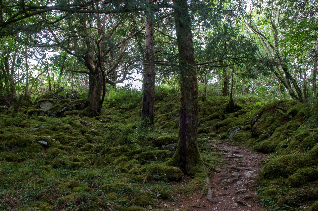 IMG_5687_c.jpg - Path along  Muckross Lake 