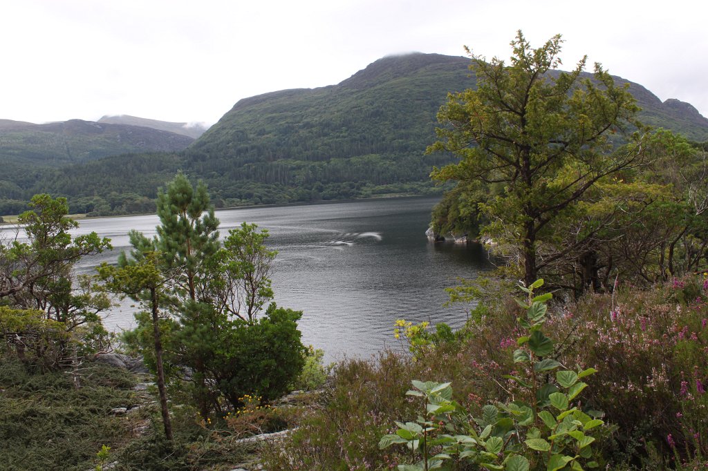 IMG_5690.JPG -  Muckross Lake 