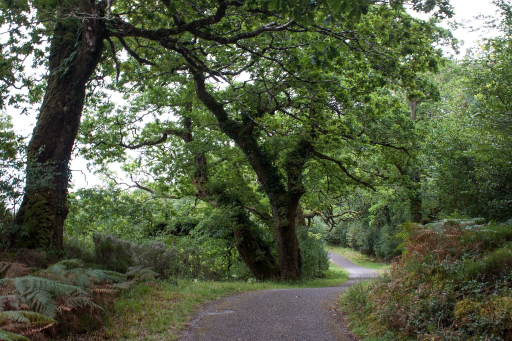 IMG_5735_c.jpg - Path along  Muckross Lake 
