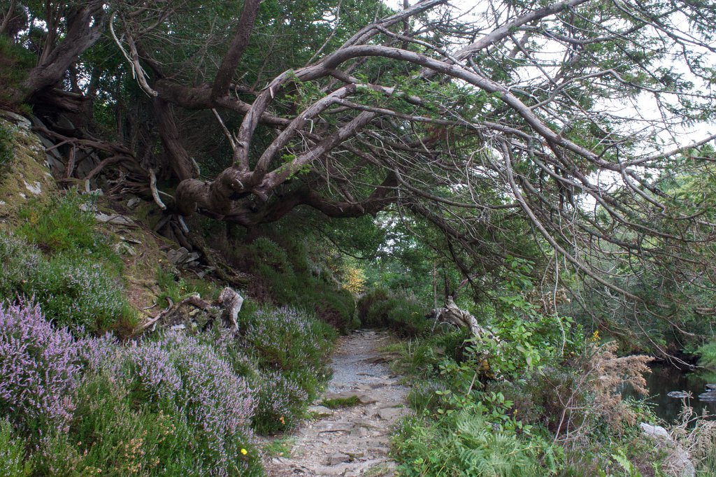 IMG_5750_c.jpg - Path along the  Meeting of the Waters 