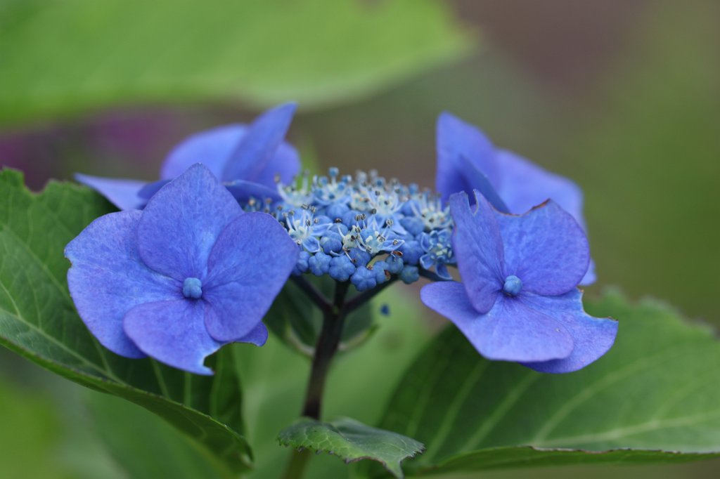 IMG_5755.JPG - Flower at   Dinis Cottage 