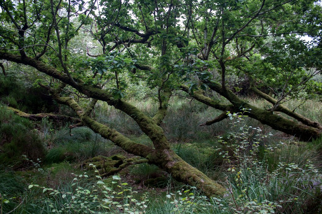 IMG_5758_c.jpg -  Muckross Lake  Forrest