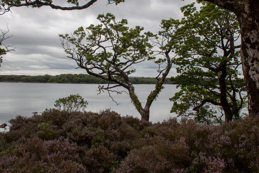 IMG_5774_c.jpg -  Muckross Lake 
