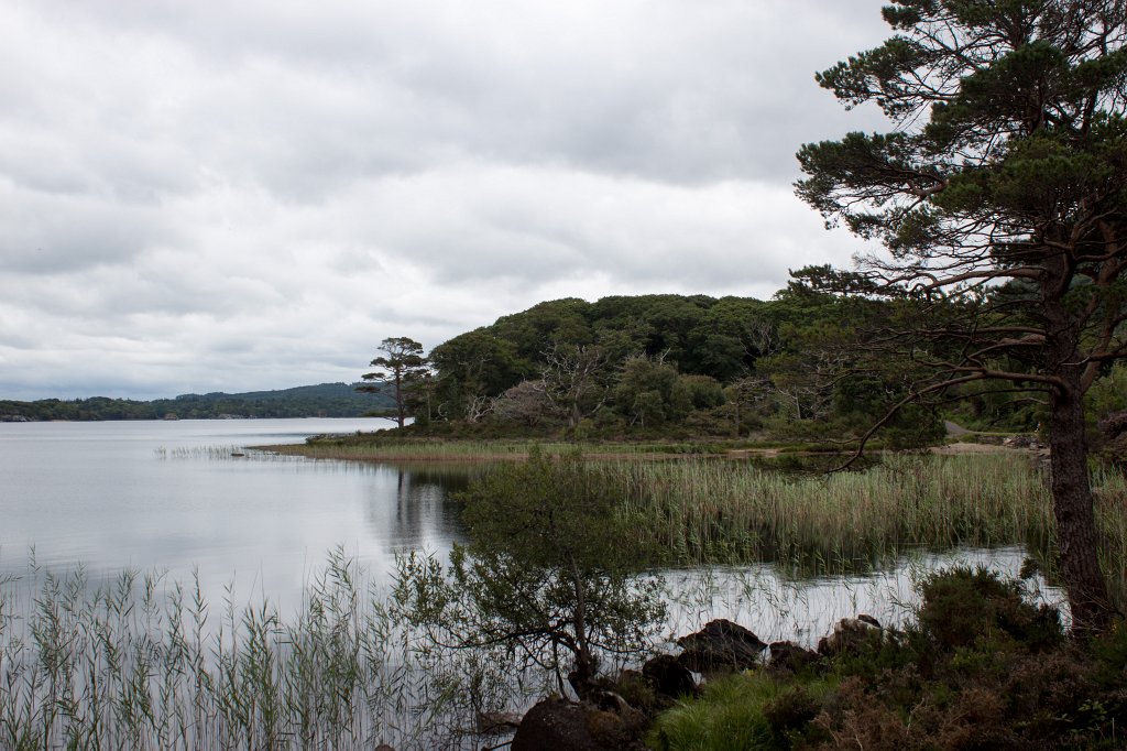 IMG_5775_c.jpg -  Muckross Lake 