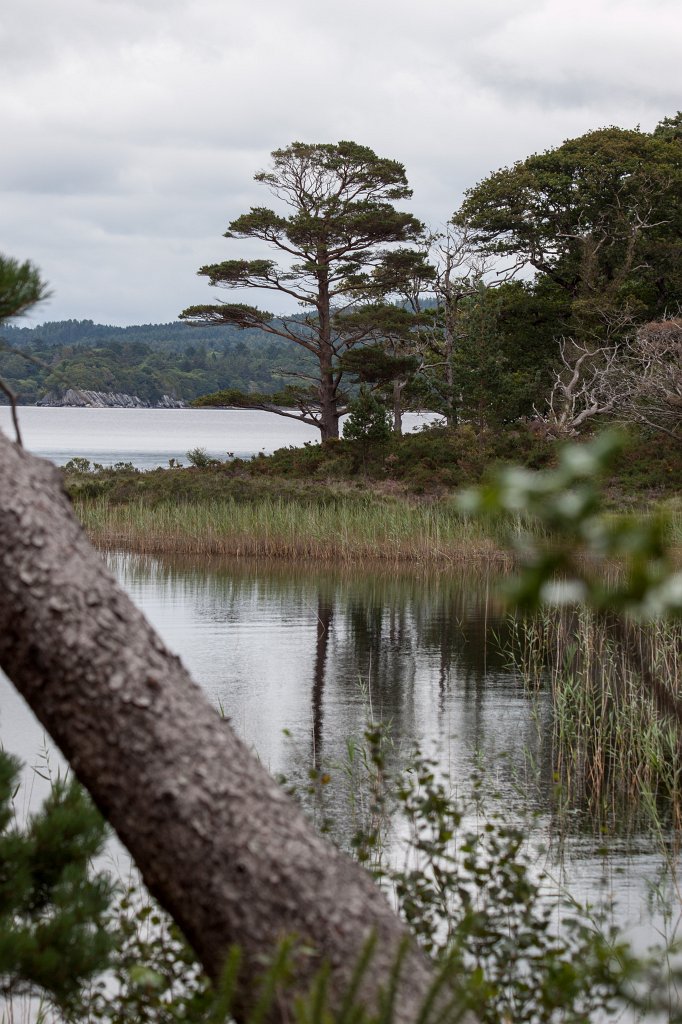 IMG_5776_c.jpg -  Muckross Lake 