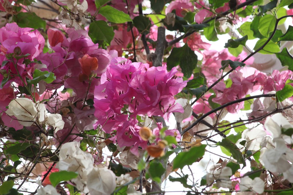 IMG_6187.JPG - Flower in the  National Botanic Gardens of Ireland 
