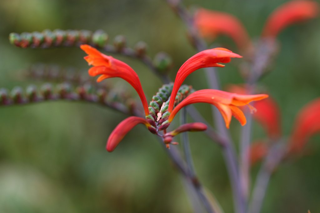 IMG_6211.JPG -  Crocosmia × crocosmiiflora 