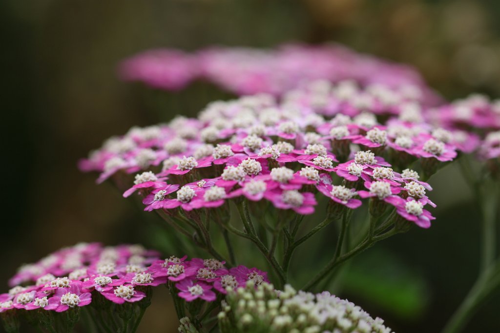 IMG_6216.JPG - Flower in the  National Botanic Gardens of Ireland 