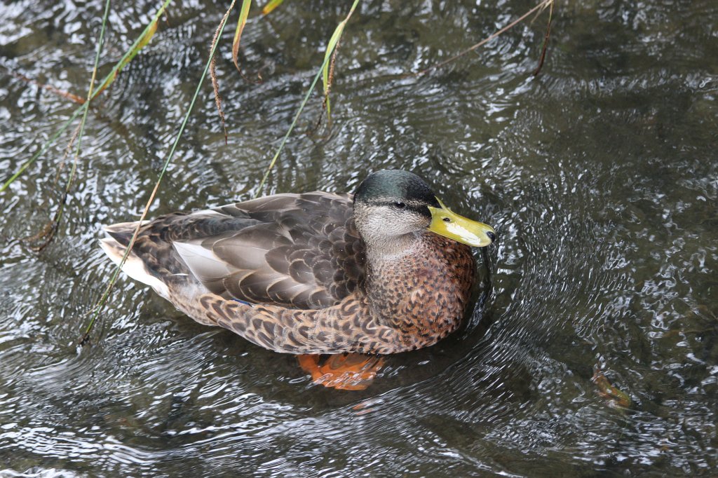 IMG_6245.JPG - Duck